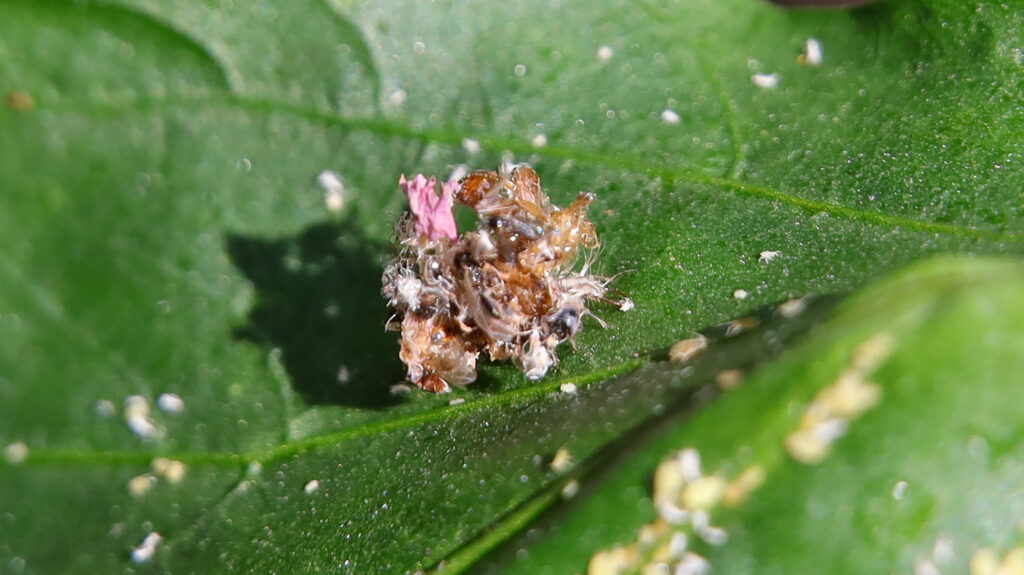 green lacewing larva AKA junkbug